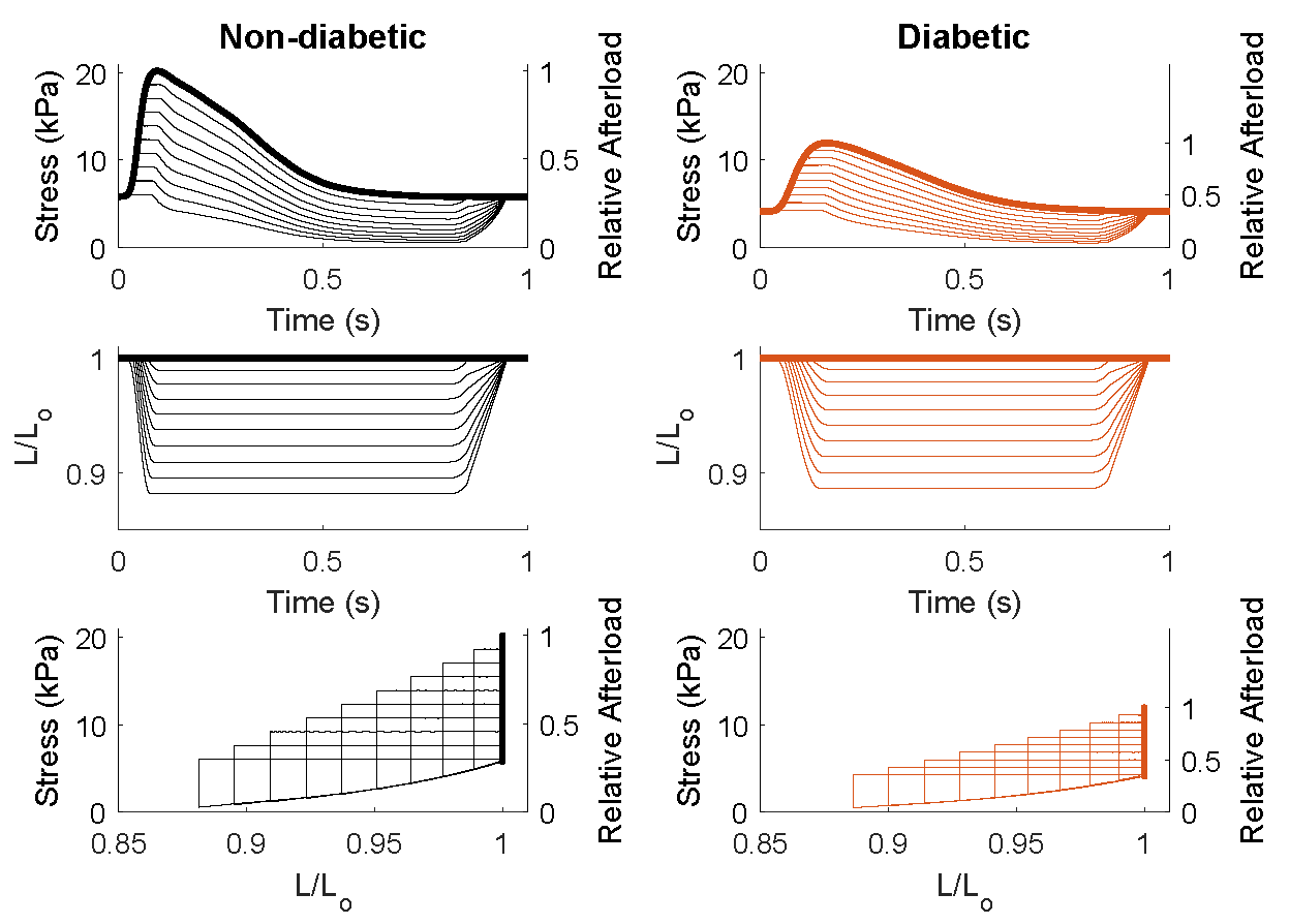 Reproduction of Figure 6 in  using the MATLAB script. This demonstrates simulation of work-loop contractions in both models, which are performed across a range of suitable afterloads. The isometric (maximum afterload) curve is in bold.